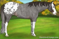 Horse Color:Liver Red Roan Splash Appaloosa 