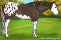Horse Color:Liver Chestnut Sabino Splash Appaloosa 