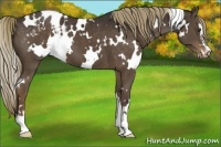 Horse Color:White Spotted Liver Chestnut Sabino Appaloosa 
