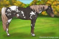 Horse Color:White Spotted Liver Chestnut Appaloosa 