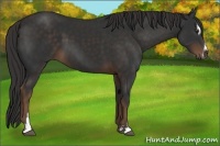 Horse Color:Liver Chestnut Sabino 