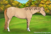 Horse Color:Unknown 