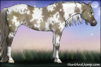 Horse Color:White Spotted Liver Red Dun 