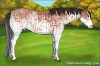 Horse Color:White Spotted Bay Splash  and White Spotted Bay Splash 
