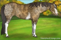 Horse Color:White Spotted Buckskin Ice Dun Sabino Rabicano