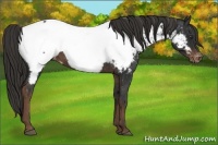 Horse Color:Liver Chestnut Appaloosa 