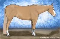 Horse Color:Palomino Splash 