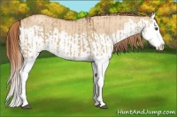 Horse Color:Red Dun Splash and Gold Champagne Dun Splash