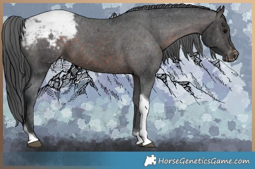 Horse Color:Brown Tobiano Appaloosa 