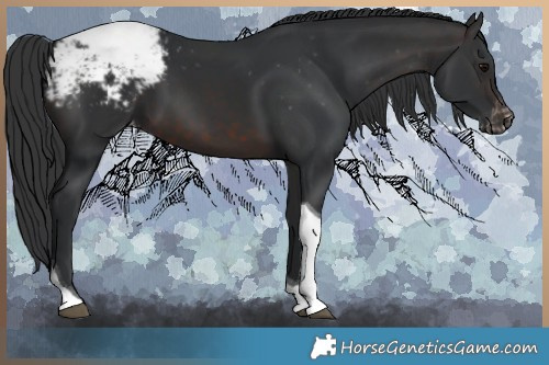 Horse Color:Brown Tobiano Snowcap 