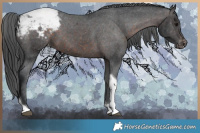 Horse Color:Brown Tobiano Appaloosa 