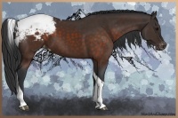 Horse Color:Brown Tobiano Appaloosa 