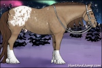 Horse Color:Classic Champagne Appaloosa Rabicano 