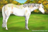 Horse Color:Nacre Silver Amber Cream Champagne Ice Dun Splash Frame 