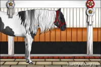 Horse Color:Black Tobiano 