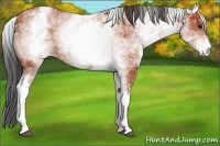 Horse Color:White Spotted Bay Ice
