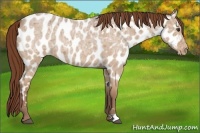 Horse Color:Red Ice Roan Appaloosa 
