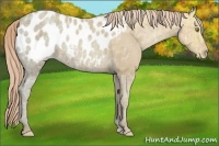 Horse Color:Gold Champagne Ice Appaloosa