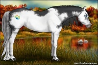 Horse Color:Black Splash Frame 