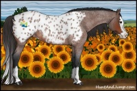 Horse Color:Bay Roan Splash Appaloosa 