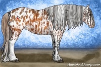 Horse Color:Brown Appaloosa  and Buckskin Appaloosa 