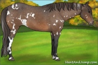 Horse Color:White Spotted Buckskin Appaloosa 
