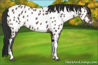 Horse Color:Brown Dun Appaloosa Brindle 