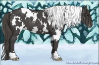 Horse Color:White Spotted Smoky Black Appaloosa 