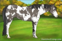 Horse Color:White Spotted Smoky Grullo Sabino