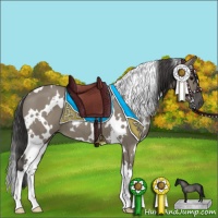 Horse Color:White Spotted Smoky Grullo