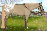 Horse Color:Liver Red Dun Appaloosa Brindle 