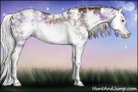 Horse Color:White Spotted Chocolate Silver Grullo Chinchilla Ice Splash 