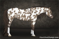 Horse Color:Liver Red Dun Appaloosa
