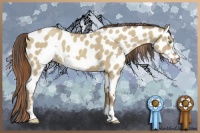Horse Color:Classic Cream Champagne Dun Frame Appaloosa 