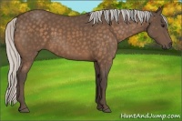 Horse Color:Silver Buckskin