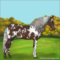 Horse Color:White Spotted Silver Brown 