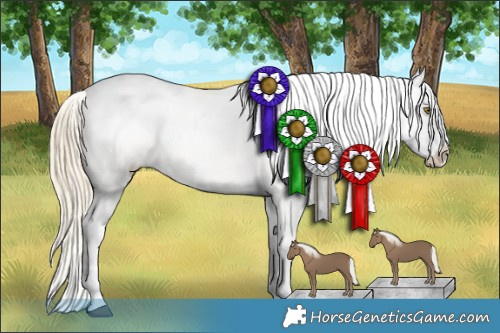 Horse Color:Chestnut Mushroom Appaloosa 