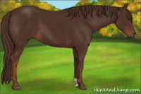 Horse Color:Gray Chestnut
