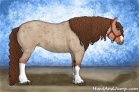 Horse Color:Red Dun Roan 