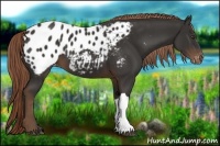Horse Color:Liver Chestnut Appaloosa