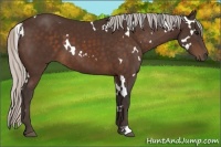 Horse Color:White Spotted Silver Brown