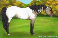 Horse Color:Brown Dun Appaloosa 