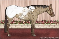 Horse Color:Liver Red Dun Near Fewspot Brindle