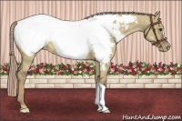 Horse Color:Chocolate Palomino Dun Appaloosa 
