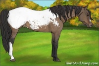 Horse Color:Brown Dun Snowcap