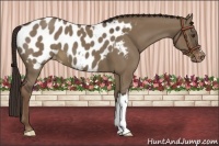 Horse Color:Liver Red Dun Appaloosa