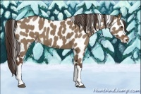 Horse Color:Liver Red Dun Appaloosa