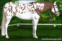 Horse Color:Chestnut Splash Near Leopard 