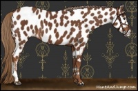 Horse Color:Chestnut Near Leopard 