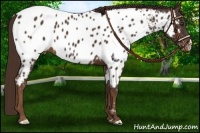 Horse Color:Liver Chestnut Near Leopard 